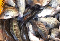 有寄生虫的鲫鱼能吃吗？