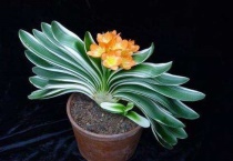 君子兰花期有多长