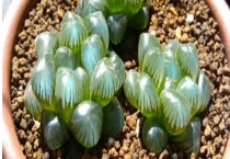 姬玉露徒长怎么办 姬玉露徒长的原因？