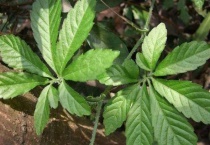 绞股蓝产地是哪里 绞股蓝的价值