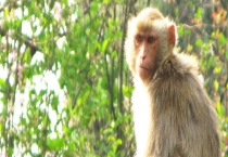 猴子的过冬方法 猴子有哪些习性