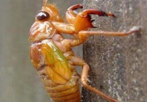 知了猴是野生动物吗？