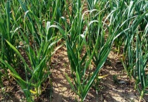 大蒜和大葱的区别？