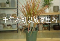 千年木可以放家里吗？
