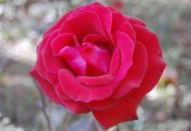 月季僵苗后该怎么多久？