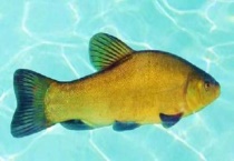 清江鱼是海鱼还是河鱼