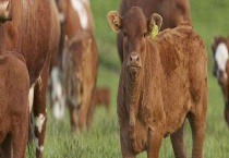 牛农药中毒防治方法 牛农药中毒病因和症状