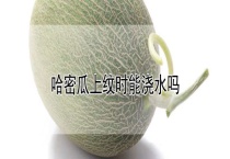 哈密瓜上纹时能浇水吗？