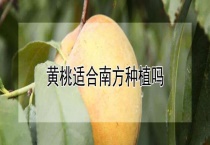 黄桃适合南方种植吗？