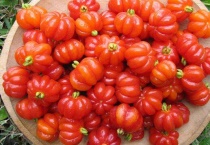 红果仔可以吃吗？