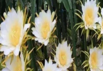 剑花和火龙果花有什么不同 附其价值用途