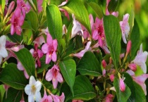 五彩锦带和红王子锦带区别？