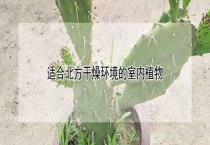 适合北方干燥环境的室内植物