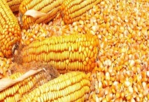 高产的玉米种子品种主要有哪些？良玉99审定号是多少？