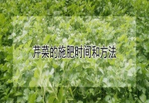 芹菜的施肥时间和多久？