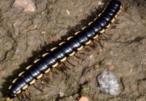 山蛩虫用什么药消灭