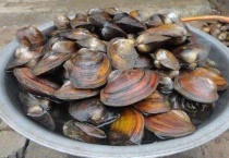 蚌吃什么食物