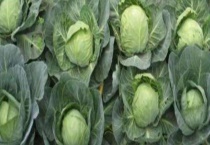 青甘蓝能生吃吗 附甘蓝的做法