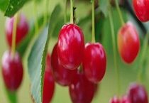 盆栽樱桃结果需要几年 促进樱桃树快速结果的措施有哪些？