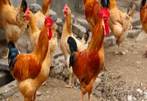 常见的土鸡品种有哪些 都有什么特点