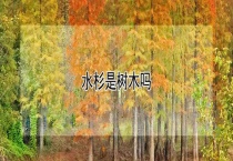 水杉是树木吗？
