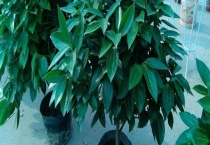 平安树和发财树的区别？ 它们分别有什么生活习性