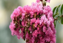 紫薇是常绿还是落叶植物 附其产地分布和生长习性