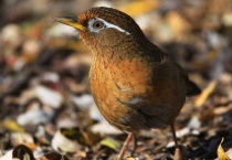 画眉鸟斗鸟饲料配方