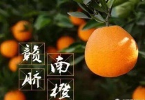 赣橙和脐橙的区别？