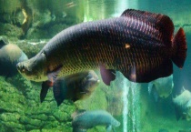 巨骨舌鱼能吃吗？巨骨舌鱼的产地