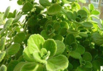 碰碰香为什么叫碰碰香