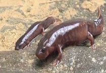 娃娃鱼属于鱼类吗 附娃娃鱼的饮食习惯和栖息环境