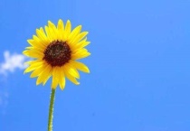 直立茎的植物有哪些？