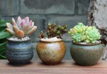 多肉植物长得像豆芽又细又长怎么办？