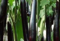 茄子的移栽方法和施肥多久？