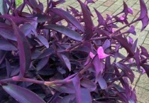 紫色的长长的草是什么草