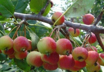 冬红果好养吗？