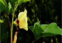 秋葵需要打叉吗？