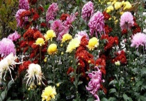 菊花的生长习性 附养护注意事项