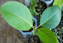 琴叶榕修剪多久？