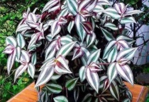 吊竹梅水培多久？