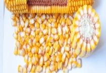 金博士825玉米种基本介绍 有什么特点