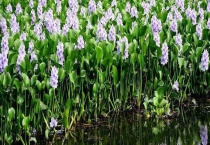 水葫芦是什么 附生长特征及作用