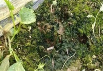 大棚土壤长青苔原因及解决多久？