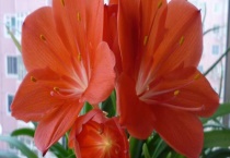 紫根兰换盆怎样浇水