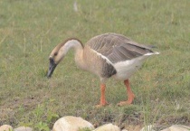 家庭养鹅吃什么食物