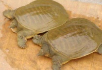 甲鱼冬眠时水要多深