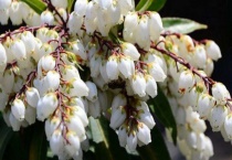 马醉木是什么植物