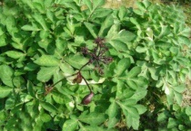 姨妈菜是什么样子