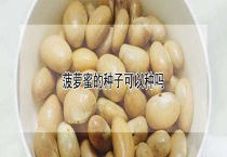 菠萝蜜的种子可以种吗？